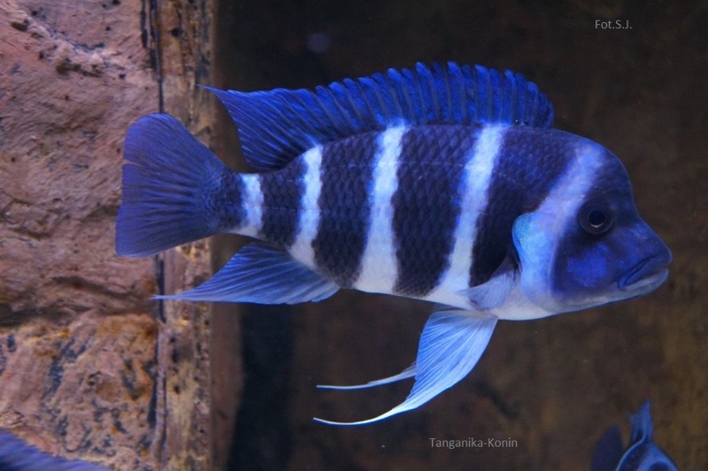 Cyphotilapia gibberosa 'Mtoto'